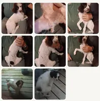 Choco party male  toy/mini poodle, a male Poodle - Toy  for sale in Kendallville, IN – 3 of 3
