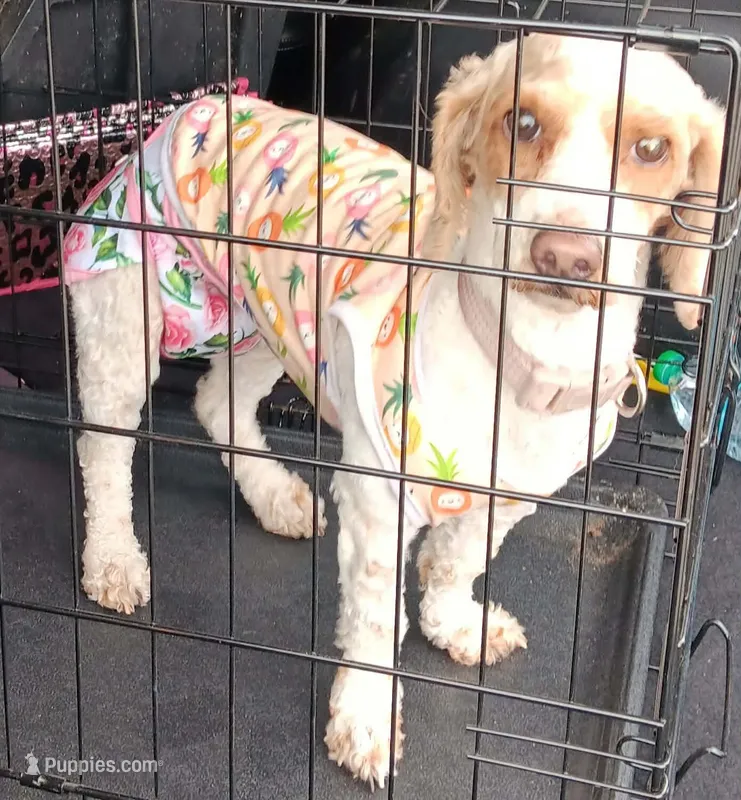 Lulu red party no papers.not spaded. – Poodle - Toy  puppy for sale in Kendallville, IN