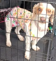 Lulu red party no papers.not spaded., a female Poodle - Toy  for sale in Kendallville, IN – 1 of 2