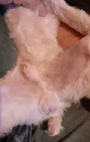Choco, a male Poodle - Toy  for sale in Kendallville, IN – 2 of 5