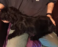 Rufus, a male Yorkshire Terrier for sale in Kendallville, IN – Photo 4 of 4