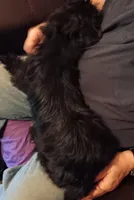 Rufus, a male Yorkshire Terrier for sale in Kendallville, IN – Photo 2 of 4