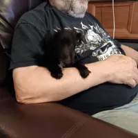 Peaches tuxcedo *vet checked* 2 pds 6oz, a female Poodle - Toy  for sale in Kendallville, IN – Photo 2 of 2