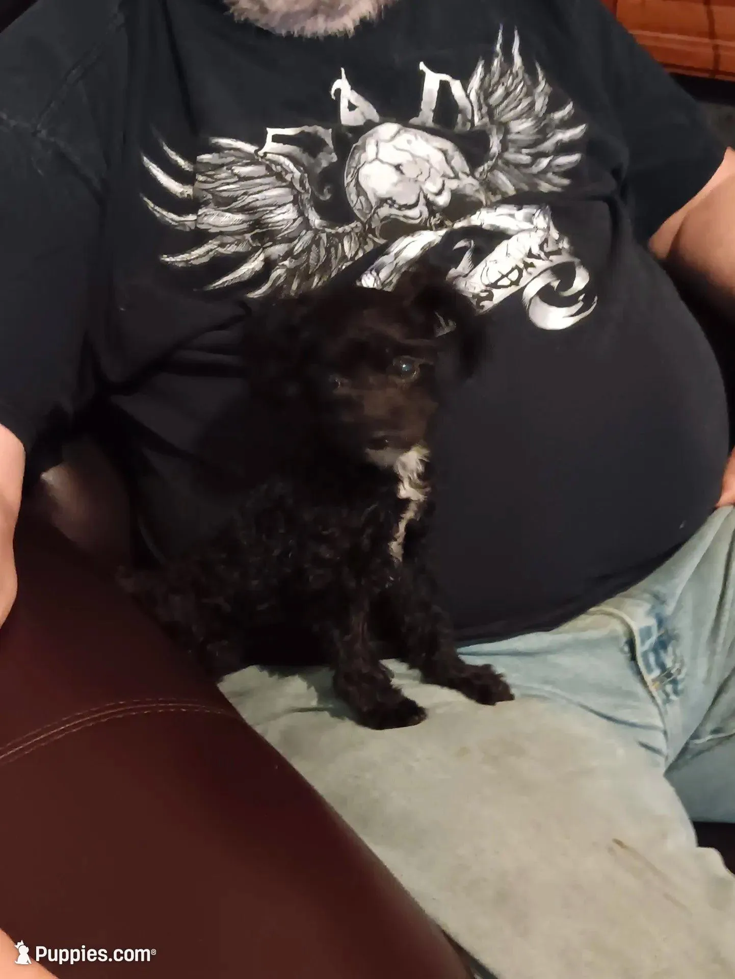 Peaches tuxcedo *vet checked* 2 pds 6oz, a female Poodle - Toy  for sale in Kendallville, IN – Photo 1 of 2