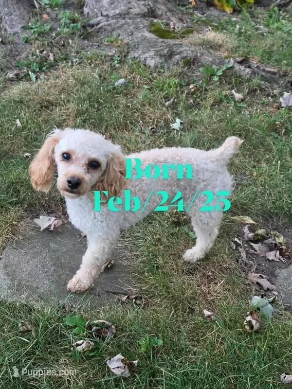 Cooper is proven 6pds – Poodle - Toy  puppy for sale in Kendallville, IN