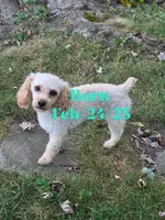Cooper is proven 6pds, a male Poodle - Toy  for sale in Kendallville, IN – 1 of 2