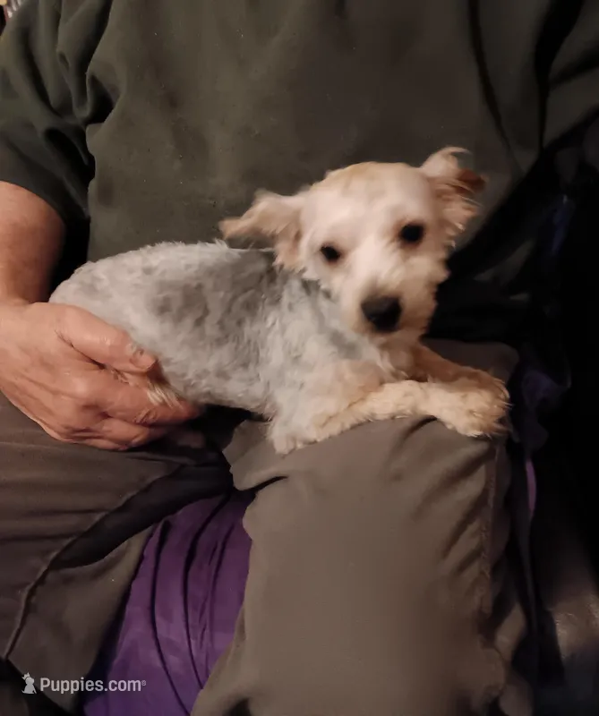 Bandit – Yorkshire Terrier puppy for sale in Kendallville, IN