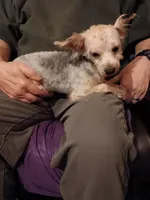 Bandit, a male Yorkshire Terrier for sale in Kendallville, IN – Photo 4 of 4