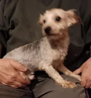 Bandit, a male Yorkshire Terrier for sale in Kendallville, IN – Photo 3 of 4