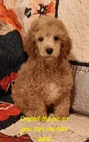 Rock  (red boy), a male Poodle - Toy  for sale in Kendallville, IN – 4 of 4