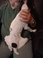 Chocolate 🍫 party (no papers), a male Poodle - Toy  for sale in Kendallville, IN – 4 of 8