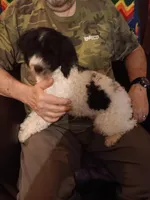 Blaze (11 pds), a male Poodle - Toy  for sale in Kendallville, IN – Photo 1 of 6