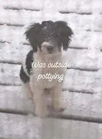 Blaze (11 pds), a male Poodle - Toy  for sale in Kendallville, IN – Photo 5 of 6