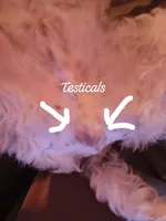 Blaze (11 pds), a male Poodle - Toy  for sale in Kendallville, IN – Photo 3 of 6