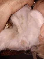 Boomer, a male Maltese for sale in Kendallville, IN – Photo 3 of 4