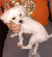 Boomer, a male Maltese for sale in Kendallville, IN – Photo 4 of 4