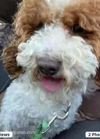 Lulu, a female Poodle - Toy  for sale in Kendallville, IN – Photo 2 of 2