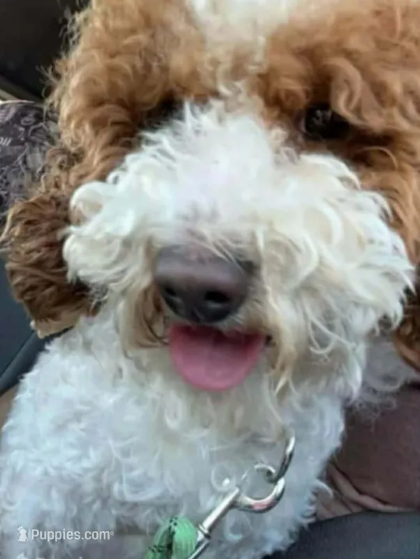 Lulu (red  no papers) – Poodle - Toy  puppy for sale in Kendallville, IN
