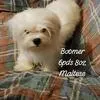 Boomer, a male Maltese for sale in Kendallville, IN – 1 of 1