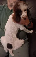 Chocolate 🍫 party (no papers), a male Poodle - Toy  for sale in Kendallville, IN – 5 of 8