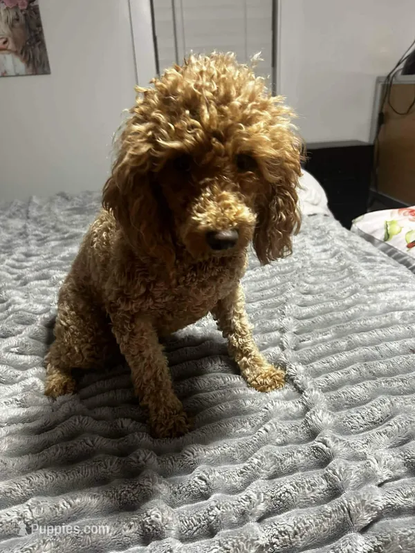 Sophia (Red) – Poodle - Toy  puppy for sale in Kendallville, IN