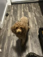 Sophia (Red), a female Poodle - Toy  for sale in Kendallville, IN – Photo 2 of 2