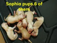 Sophia ( mated oct/7/26) due dec/10/26.( X3 mating ), a female Poodle - Toy  for sale in Kendallville, IN – 1 of 6