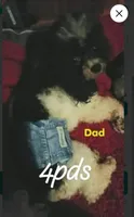 Peaches tuxcedo *vet checked* 5 pd.( not spaded.), a female Poodle - Toy  for sale in Kendallville, IN – 7 of 7