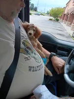 Mask (not neautered), a male Poodle - Toy  for sale in Kendallville, IN – 2 of 2