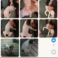 Choco (not neautered), a male Poodle - Toy  for sale in Kendallville, IN – 2 of 2