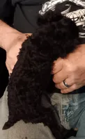Peaches , a female Poodle - Toy  for sale in Kendallville, IN – 2 of 3