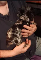 Skully (merle), a male Poodle - Toy  for sale in Kendallville, IN – Photo 2 of 2