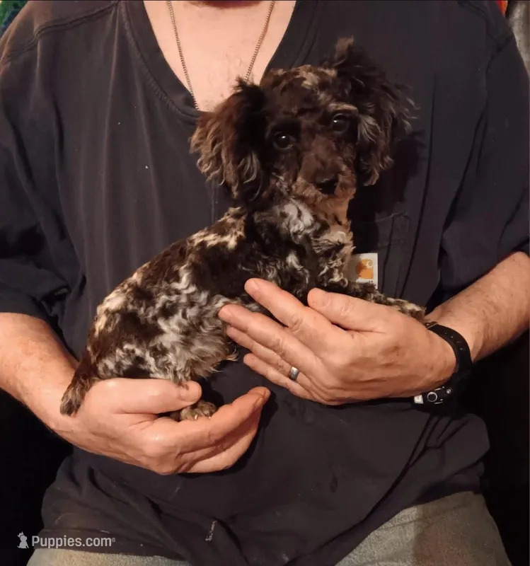 Skully (merle) – Poodle - Toy  puppy for sale in Kendallville, IN