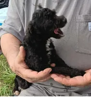 Peaches , a female Poodle - Toy  for sale in Kendallville, IN – 2 of 2