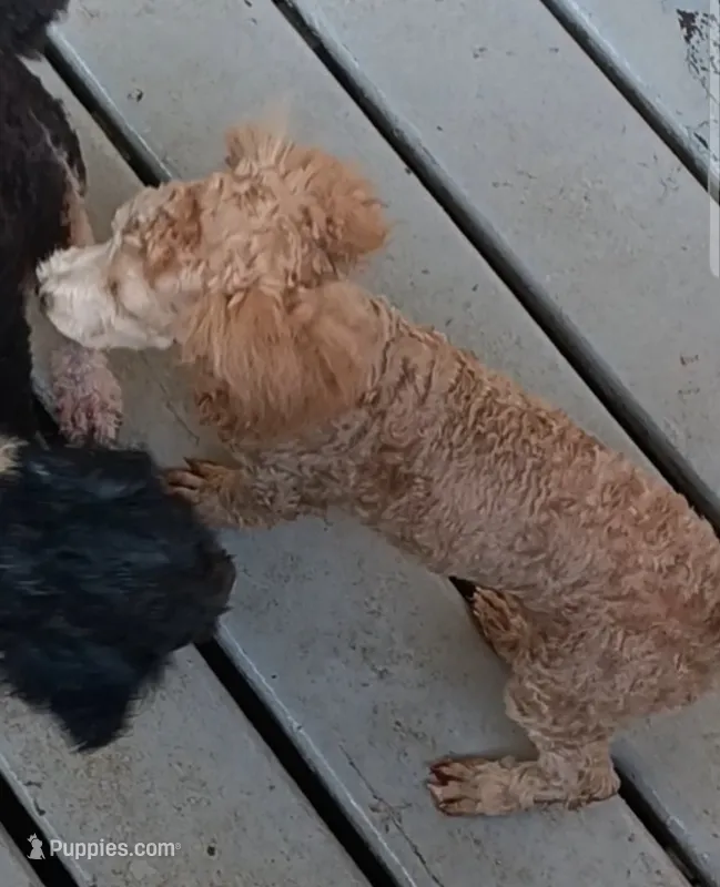 Mask (not neautered) – Poodle - Toy  puppy for sale in Kendallville, IN