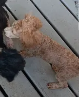 Mask (not neautered)no papers, a male Poodle - Toy  for sale in Kendallville, IN – 1 of 3