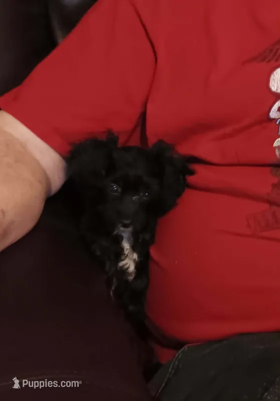 Peach tuxcedo girl – Poodle - Toy  puppy for sale in Kendallville, IN
