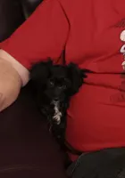 Peach tuxcedo girl, a female Poodle - Toy  for sale in Kendallville, IN – 1 of 1