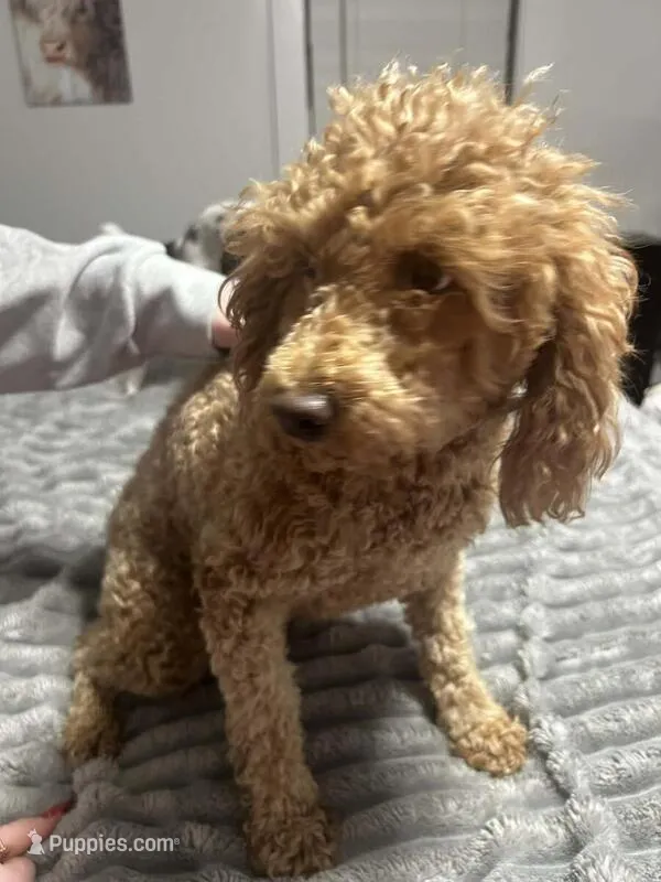 Sophia red no papers.not spaded. – Poodle - Toy  puppy for sale in Kendallville, IN