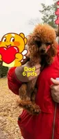 Sophia ( mated oct/7/26) due dec/10/26, a female Poodle - Toy  for sale in Kendallville, IN – 5 of 5