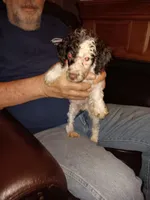 Buba, a male Poodle - Toy  for sale in Kendallville, IN – Photo 4 of 5