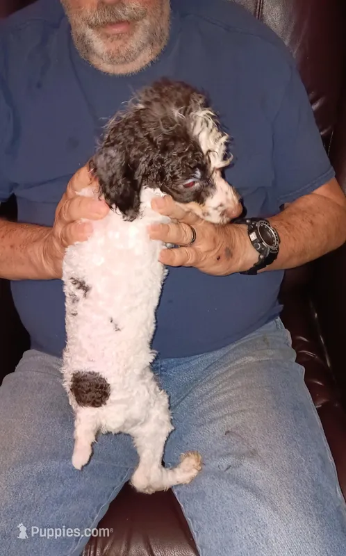 Buba – Poodle - Toy  puppy for sale in Kendallville, IN