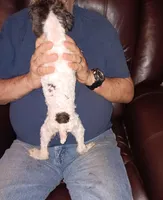 Buba, a male Poodle - Toy  for sale in Kendallville, IN – Photo 2 of 5