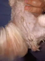 Buba, a male Poodle - Toy  for sale in Kendallville, IN – Photo 3 of 5