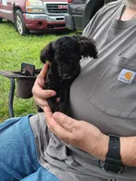 Peaches tuxcedo *vet checked* 5 pd.( not spaded.), a female Poodle - Toy  for sale in Kendallville, IN – 3 of 7