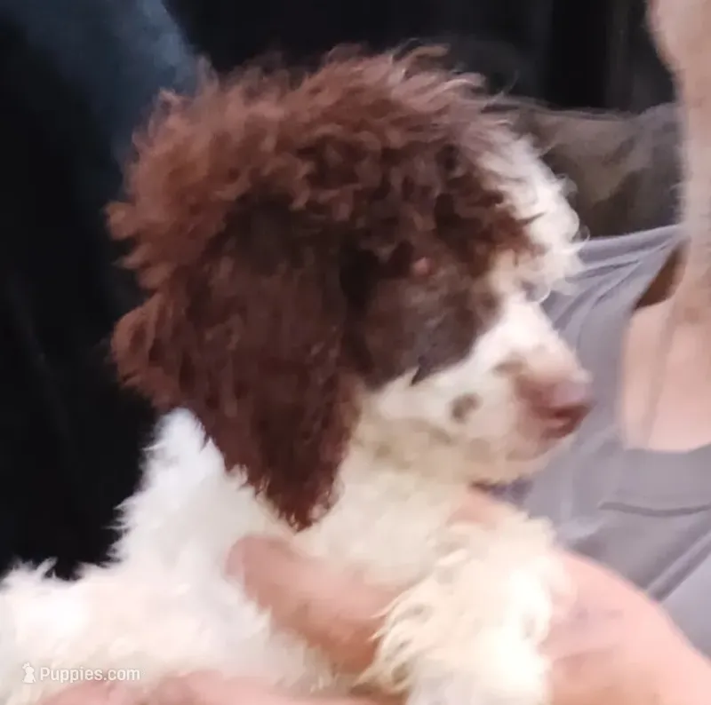 Choco – Poodle - Toy  puppy for sale in Kendallville, IN