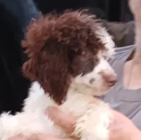 Choco, a male Poodle - Toy  for sale in Kendallville, IN – 1 of 4
