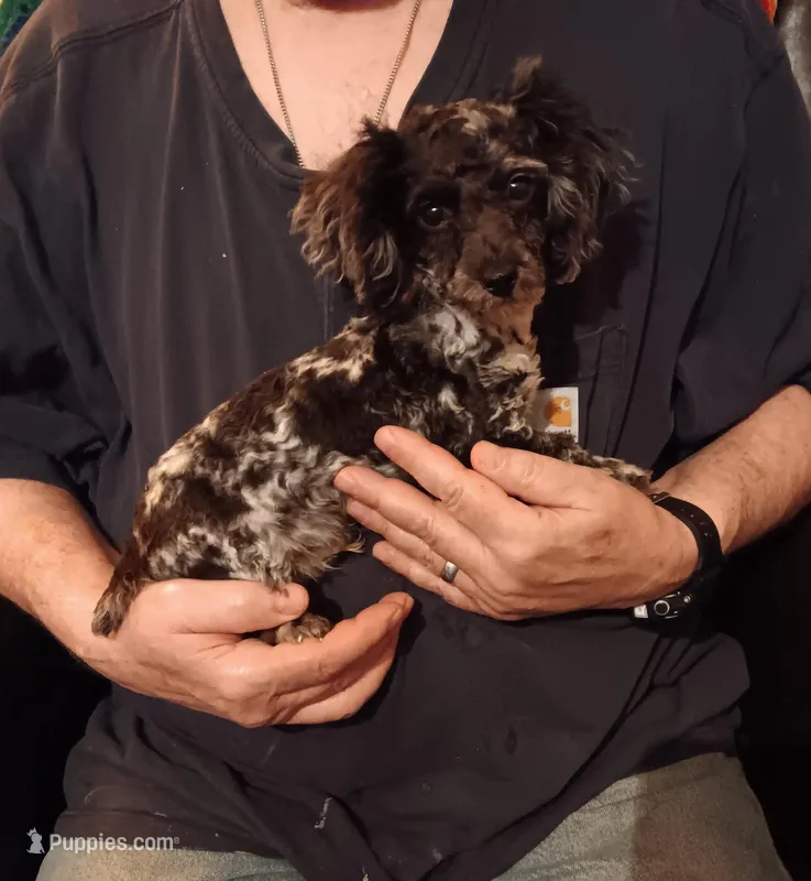 Skully (black based merle)carries red genes – Poodle - Toy  puppy for sale in Kendallville, IN