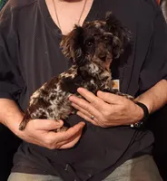 Skully (black based merle)carries red genes, a male Poodle - Toy  for sale in Kendallville, IN – Photo 1 of 2