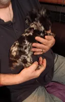 Skully (black based merle)carries red genes, a male Poodle - Toy  for sale in Kendallville, IN – Photo 2 of 2